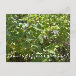 カリフォルニア産のブラームズ：香り高いピッチャーセージ  ポストカード