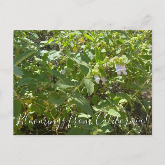 カリフォルニア産のブラームズ:香り高いピッチャーセージ  ポストカード (正面)