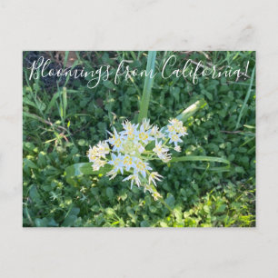 カリフォルニア産のブラームズ: Star Lily ポストカード