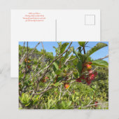 カリフォルニア産のブラームズ: Twinberryハニーサックル ポストカード (正面/裏面)