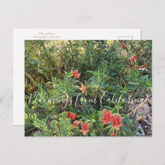 カリフォルニア産のブルーミングス:ブロンズ・モンキー・フラワー ポストカード (正面/裏面)