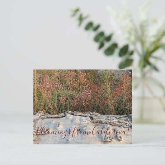 カリフォルニア産のブルーミング:赤い花のソバ ポストカード (スタンド正面)