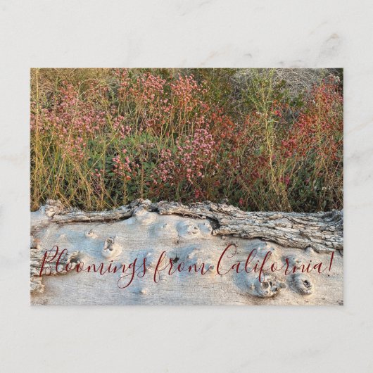 カリフォルニア産のブルーミング:赤い花のソバ ポストカード (正面)