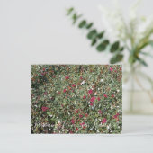 カリフォルニア産のブルーミング:赤い花のソバ ポストカード (スタンド正面)