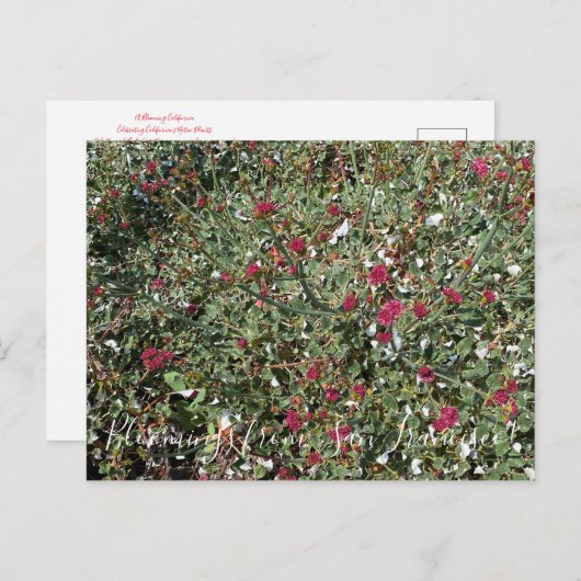 カリフォルニア産のブルーミング:赤い花のソバ ポストカード (正面/裏面)