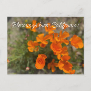 カリフォルニア産の花：エイプリル・ワイルドフラワー ポストカード