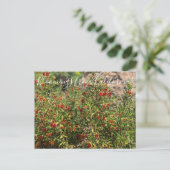 カリフォルニア産の花:サルの花 ポストカード (スタンド正面)