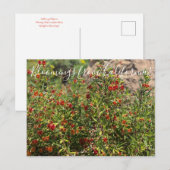 カリフォルニア産の花:サルの花 ポストカード (正面/裏面)