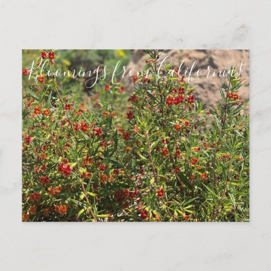 カリフォルニア産の花:サルの花 ポストカード (正面)