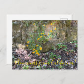 カリフォルニア産の花：サルの花 ポストカード (正面/裏面)