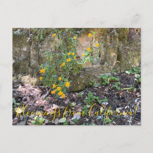 カリフォルニア産の花：サルの花 ポストカード (正面)