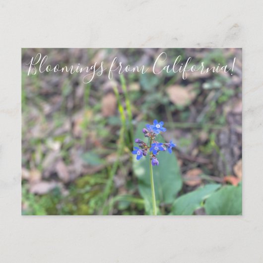 カリフォルニア産の血まみれ：パシフィックハウンドの舌 ポストカード (正面)