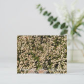 カリフォルニア産の血まみれ: Eriogonum fasciculatum ポストカード (スタンド正面)