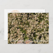 カリフォルニア産の血まみれ: Eriogonum fasciculatum ポストカード (正面/裏面)