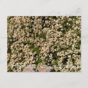 カリフォルニア産の血まみれ： Eriogonum fasciculatum ポストカード