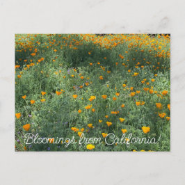 カリフォルニア産の血まみれ： May Poppies ポストカード