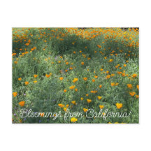 カリフォルニア産の血まみれ： May Poppies
