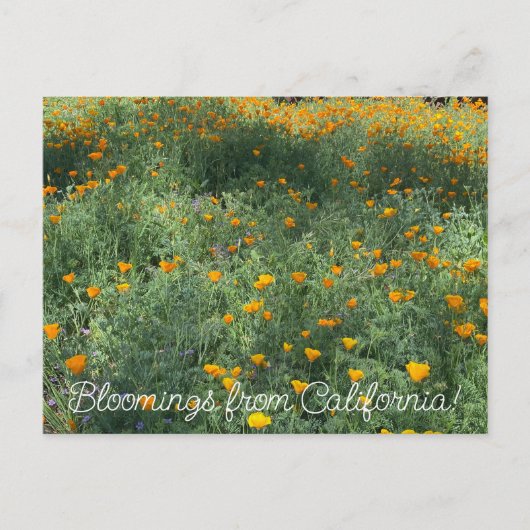 カリフォルニア産の血まみれ： May Poppies ポストカード (正面)