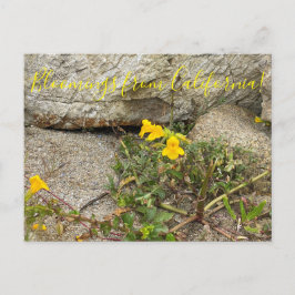 カリフォルニア産の血まみれ： Seep Monkey Flower ポストカード