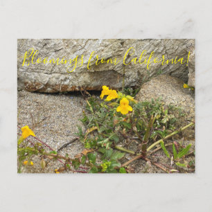 カリフォルニア産の血まみれ: Seep Monkey Flower ポストカード