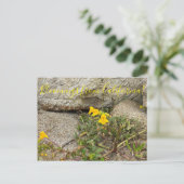 カリフォルニア産の血まみれ: Seep Monkey Flower ポストカード (スタンド正面)