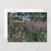 カリフォルニア産の血まみれHeuchera「Rosada」 ポストカード (正面/裏面)