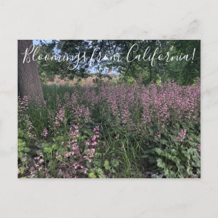 カリフォルニア産の血まみれHeuchera「Rosada」 ポストカード