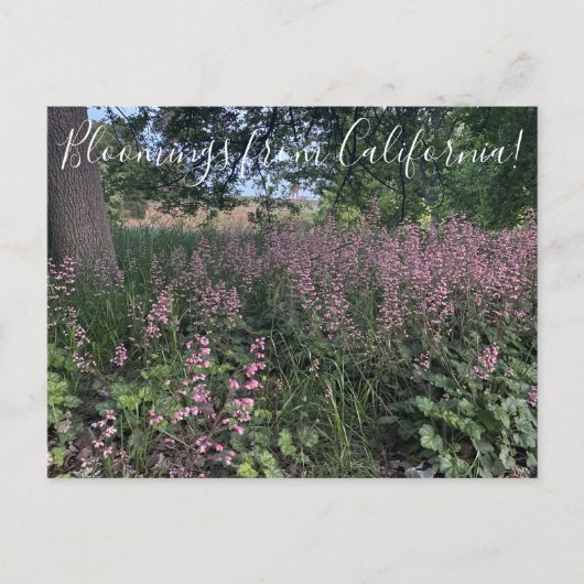 カリフォルニア産の血まみれHeuchera「Rosada」 ポストカード (正面)