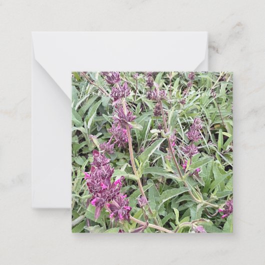 カリフォルニア産のBloomings: Hummingbird Sage ノートカード (正面)