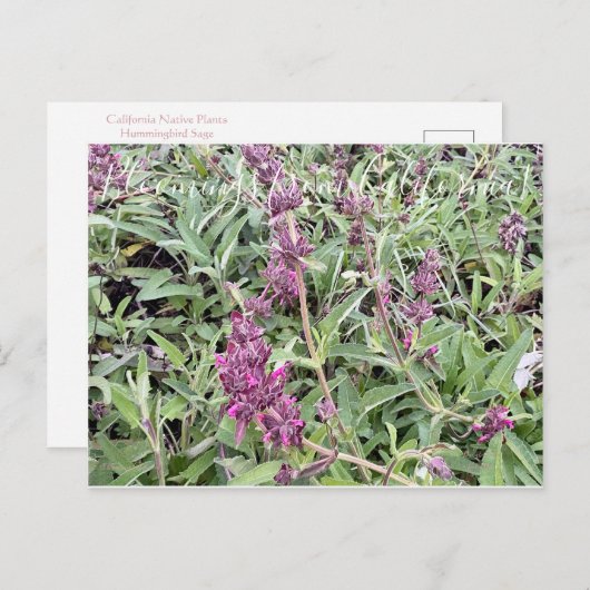 カリフォルニア産のBloomings: Hummingbird Sage ポストカード (正面/裏面)