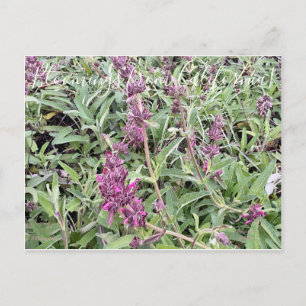 カリフォルニア産のBloomings: Hummingbird Sage ポストカード