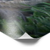 カリフォルニア産ジリス フォトプリント            (角)