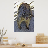 カリフォルニア産ジリス ポスター (キッチン)