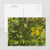 カリフォルニア産ブラッドミンズ：オレゴン産ブドウ ポストカード (正面/裏面)