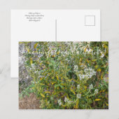 カリフォルニア産ブラッドミンズ：ブラック・セージ ポストカード (正面/裏面)