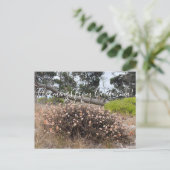 カリフォルニア産ブラームズ：コーストそば ポストカード (スタンド正面)