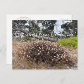 カリフォルニア産ブラームズ：コーストそば ポストカード (正面/裏面)