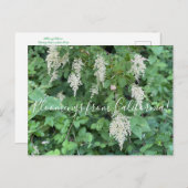 カリフォルニア産ブラームズ:海スプレー ポストカード (正面/裏面)