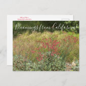 カリフォルニア産ブルーミングス:赤そば葉書 ポストカード (正面/裏面)