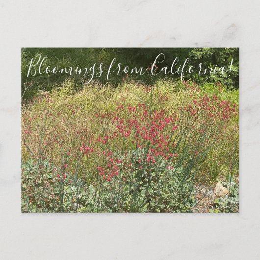 カリフォルニア産ブルーミングス:赤そば葉書 ポストカード (正面)
