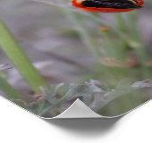 カリフォルニア産ポピーで眠っているのまわりに ポスター (角)