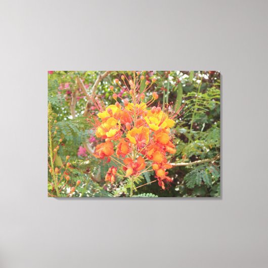 カリフォルニア砂漠の花2 キャンバスプリント (正面)