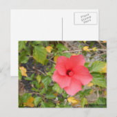 カリフォルニア砂漠の花#1 ポストカード (正面/裏面)