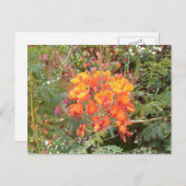 カリフォルニア砂漠の花#2 ポストカード (正面/裏面)