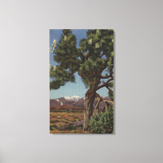 カリフォルニア砂漠の開花のヨシュアパーム キャンバスプリント (正面)