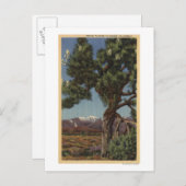 カリフォルニア砂漠の開花のヨシュアパーム ポストカード (正面/裏面)