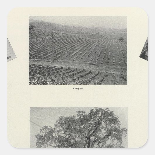 カリフォルニア4 スクエアシール (正面)