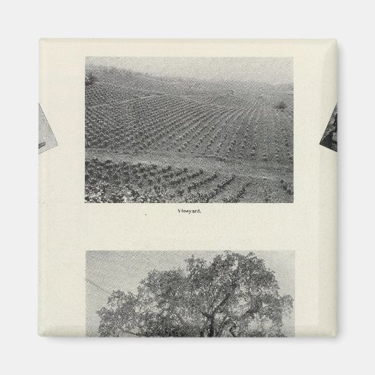 カリフォルニア4 マグネット (正面)