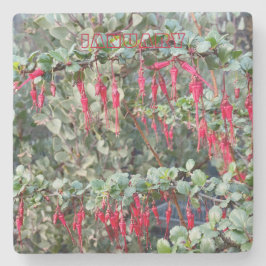 カリフォルニア・コースター： 1月 ストーンコースター