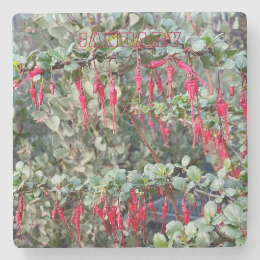 カリフォルニア・コースター： 1月 ストーンコースター (正面)